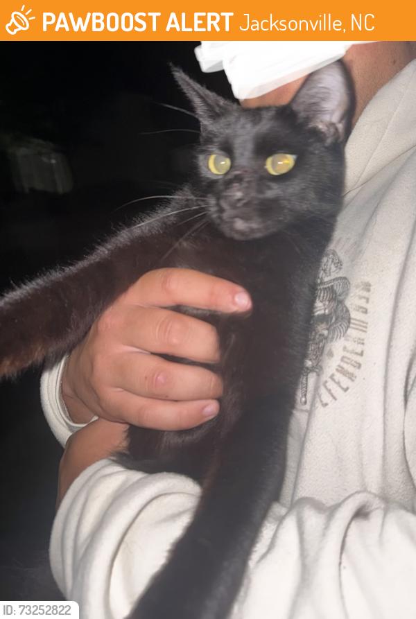 Found/Stray Unknown Cat last seen Ramsey road, Jacksonville, NC 28546