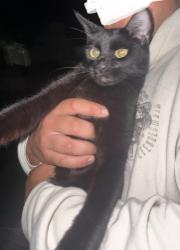 Found/Stray Unknown Cat last seen Ramsey road, Jacksonville, NC 28546