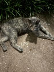 Found/Stray Unknown Cat last seen Near Hyde park in midtown, Kansas City, MO 64109