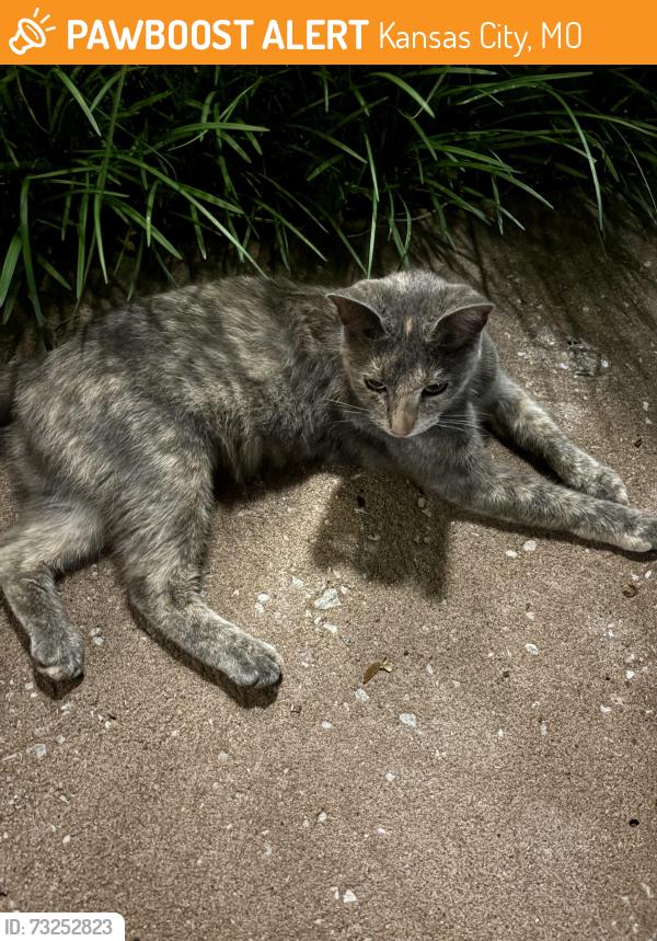 Found/Stray Unknown Cat last seen Near Hyde park in midtown, Kansas City, MO 64109