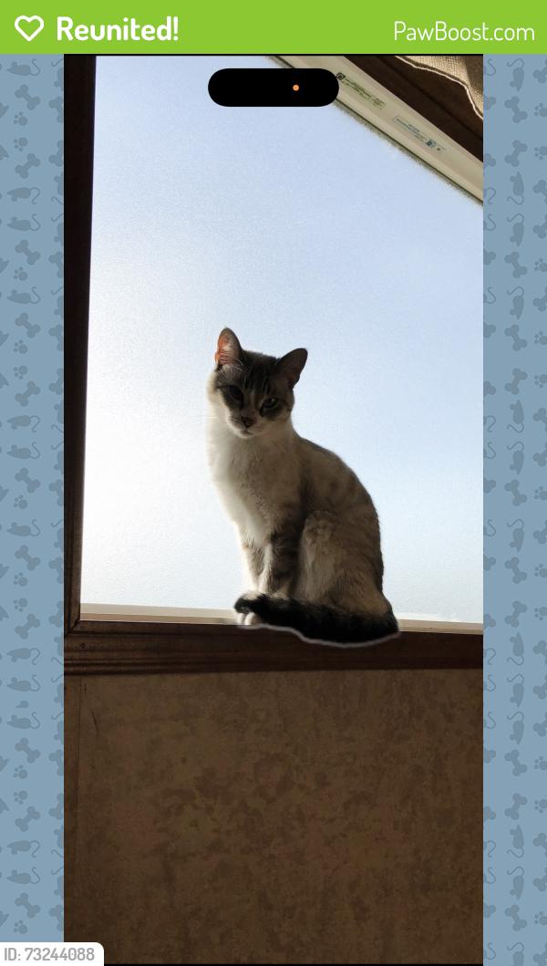 Reunited Female Cat last seen Dickinson, Dickinson, TX 77539