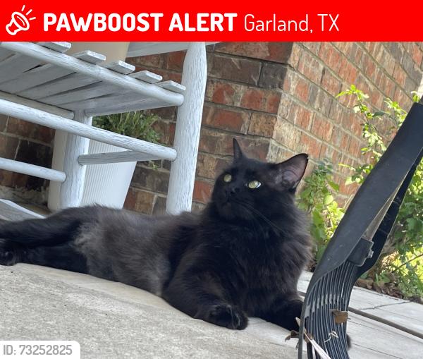 Lost Male Cat last seen Galaxy and Collins, Garland, TX 75044