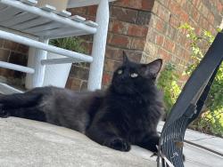 Lost Male Cat last seen Galaxy and Collins, Garland, TX 75044