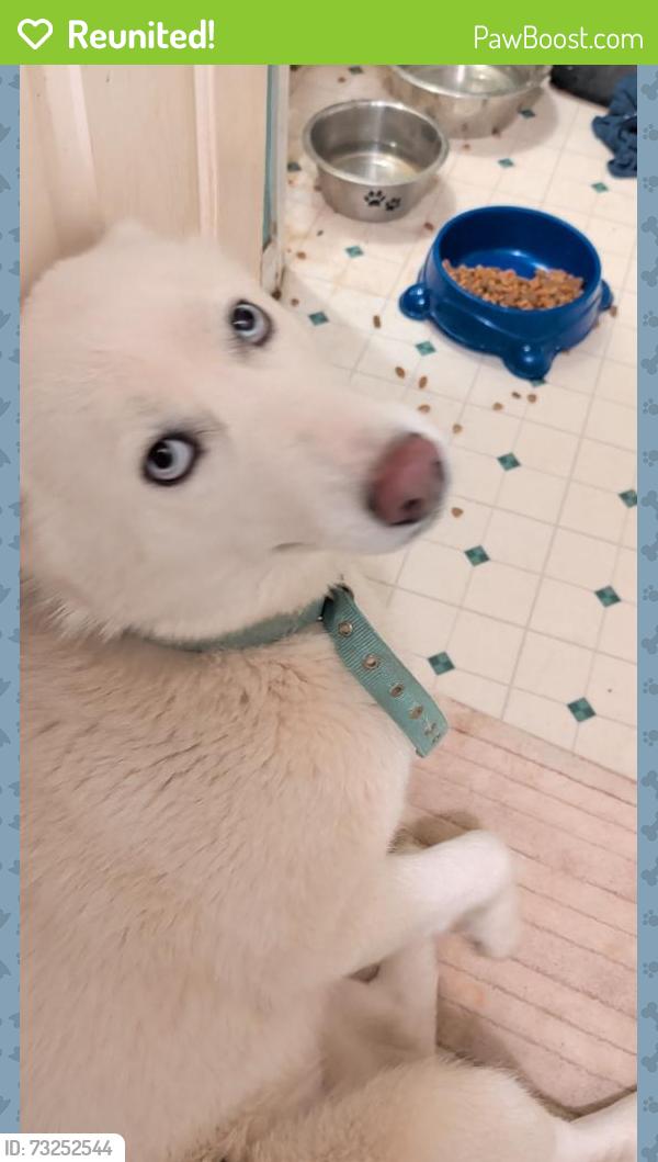 Reunited Female Dog last seen Holman Mill Rd and Quakenbush, Alamance County, NC 27349