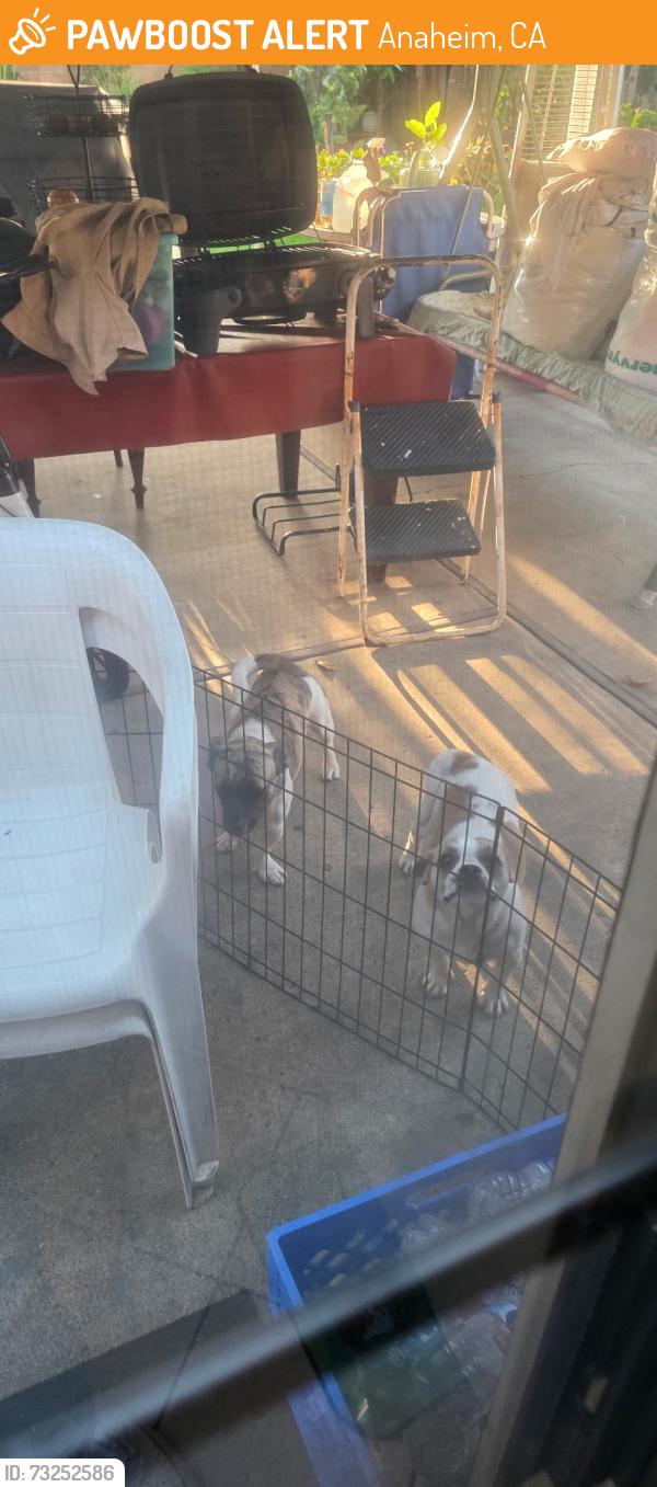 Found/Stray Female Dog last seen Cambridge and Ball, Anaheim, CA 92805