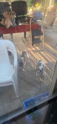 Found/Stray Female Dog last seen Cambridge and Ball, Anaheim, CA 92805