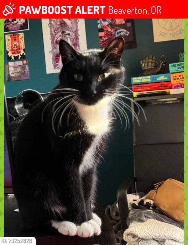 Lost Male Cat last seen 214th Avenue in beaverton, Beaverton, OR 97003