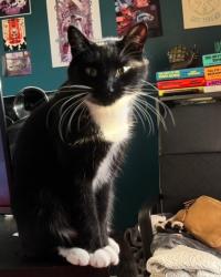 Lost Male Cat last seen 214th Avenue in beaverton, Beaverton, OR 97003