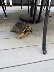 Found/Stray Unknown Other last seen Butterfly park, Mission Viejo, CA 92694
