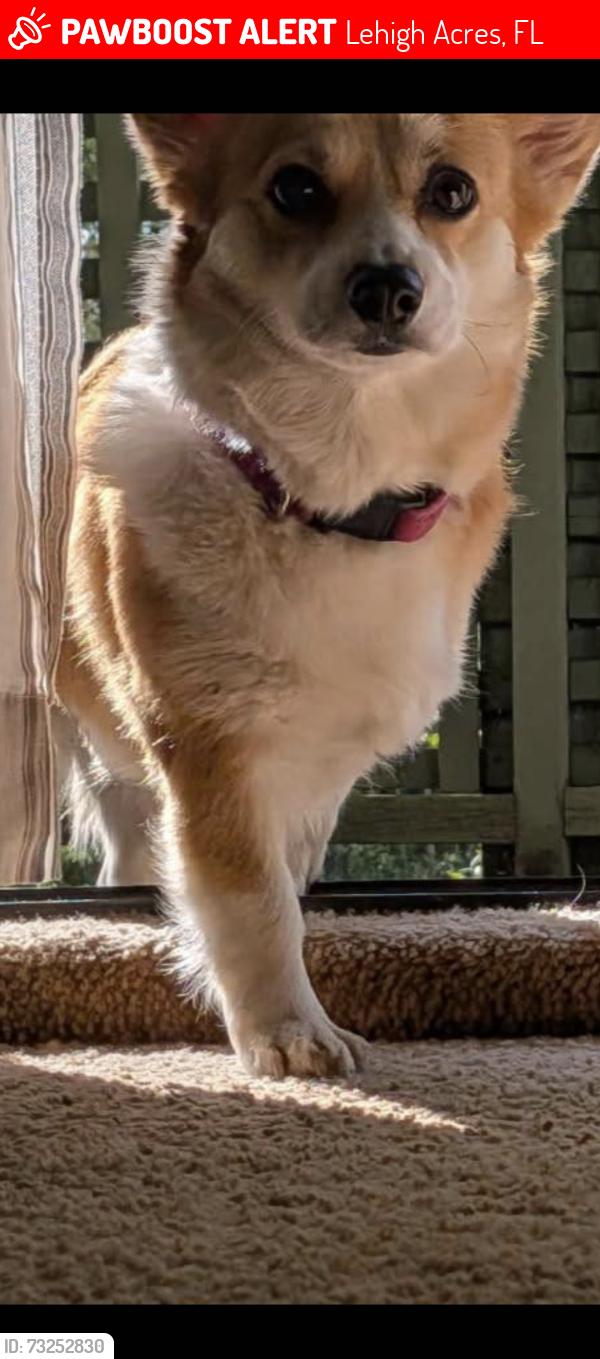 Lost Female Dog last seen Richmond Rd and 37 st sw, Lehigh Acres, FL 33976