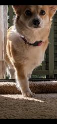 Lost Female Dog last seen Richmond Rd and 37 st sw, Lehigh Acres, FL 33976