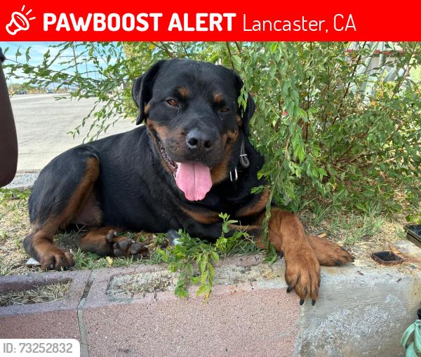 Lost Male Dog last seen Antelope valley collage, Lancaster, CA 93536