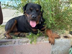 Lost Male Dog last seen Antelope valley collage, Lancaster, CA 93536