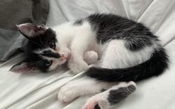 Lost Female Cat last seen Rio linda rd, branch st, Los Robles blv, Sacramento, CA 95838