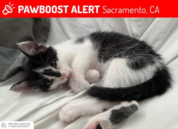 Lost Female Cat last seen Rio linda rd, branch st, Los Robles blv, Sacramento, CA 95838