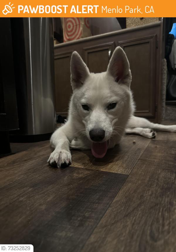 Found/Stray Female Dog last seen Tráiler villa, Menlo Park, CA 94025