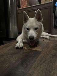 Found/Stray Female Dog last seen Tráiler villa, Menlo Park, CA 94025