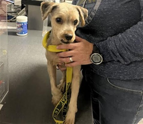 Shelter Stray Male Dog last seen , 11361 W Pico Blvd, Los Angeles, CA 90064, USA