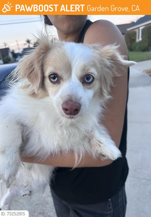 Found/Stray Unknown Dog last seen Anthony Ave(Near Valley View Street), Garden Grove, CA 92845