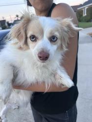 Found/Stray Unknown Dog last seen Anthony Ave(Near Valley View Street), Garden Grove, CA 92845