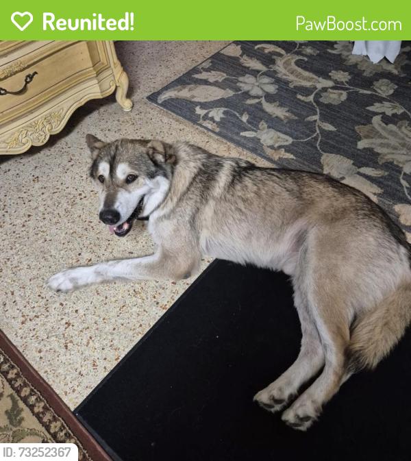 Reunited Male Dog last seen Holly Hill, FL, USA, Holly Hill, FL 32118