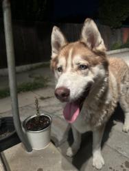 Found/Stray Male Dog last seen Hermon, Los Angeles, CA 90042