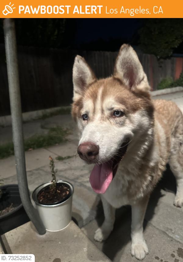 Found/Stray Male Dog last seen Hermon, Los Angeles, CA 90042