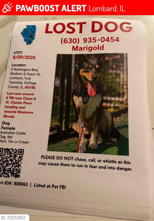 Lost Female Dog last seen Westmore woods, Lombard, IL 60148