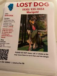 Lost Female Dog last seen Westmore woods, Lombard, IL 60148