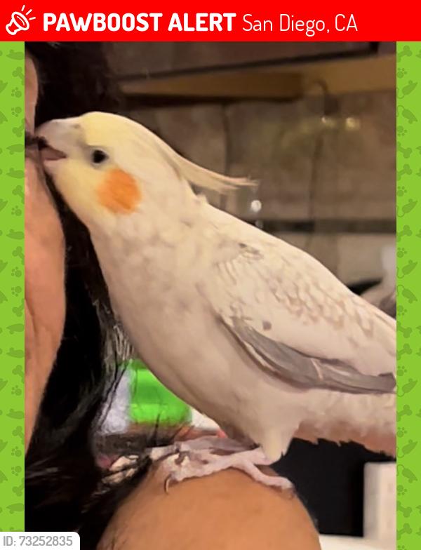 Lost Female Bird last seen Irwin and Lewison ave, San Diego, CA 92120
