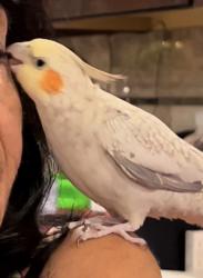 Lost Female Bird last seen Irwin and Lewison ave, San Diego, CA 92120