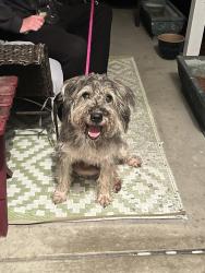 Reunited Male Dog last seen Lenoir Dr., Anderson Creek, NC 28390