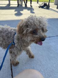 Reunited Female Dog last seen Prelude Way or entrican park, Elk Grove, CA 95757
