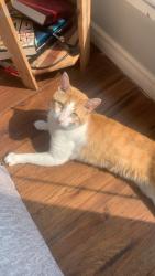 Reunited Male Cat last seen Leon bell DR, Winnipeg, MB 
