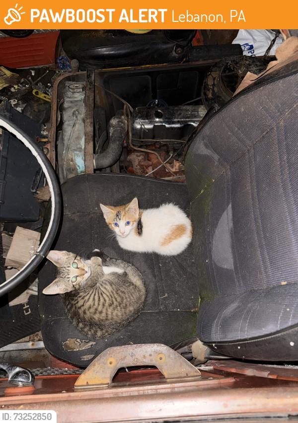 Found/Stray Unknown Cat last seen In alley between 3rd and 4th st on guilford, Lebanon, PA 17046