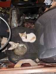 Found/Stray Unknown Cat last seen In alley between 3rd and 4th st on guilford, Lebanon, PA 17046