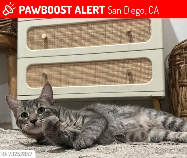 Lost Female Cat last seen Westonhill Dr, Hillery Dr, Marauder Dr, San Diego, CA 92126