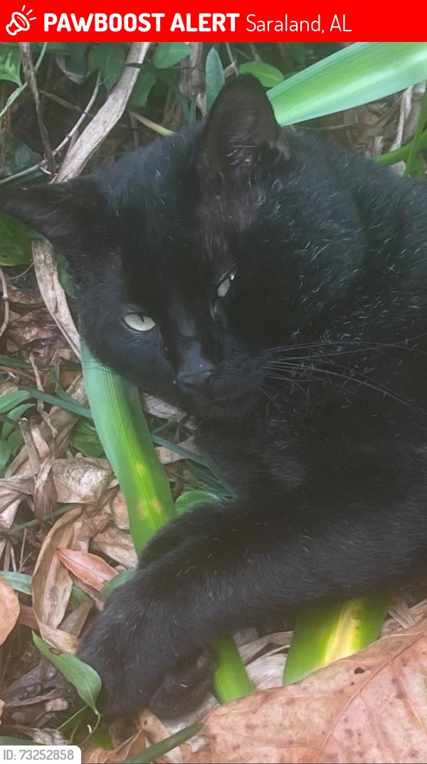 Lost Male Cat last seen Aba Dr & Isi Ln, Saraland, AL 36571