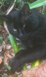 Lost Male Cat last seen Aba Dr & Isi Ln, Saraland, AL 36571