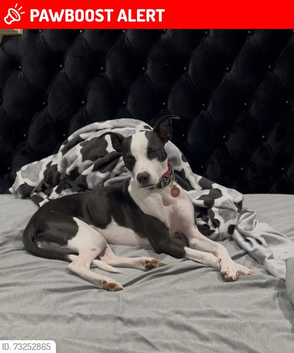 Lost Female Dog last seen Whiteland St & Orr and Day Rd, Santa Fe Springs, CA 90670