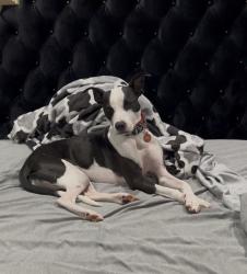 Lost Female Dog last seen Whiteland St & Orr and Day Rd, Santa Fe Springs, CA 90670