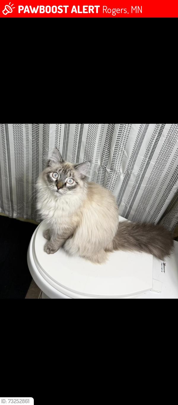 Lost Male Cat last seen Rogers, Rogers, MN 55374