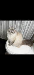 Lost Male Cat last seen Rogers, Rogers, MN 55374