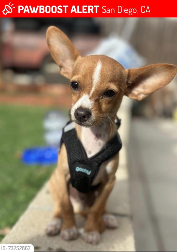 Lost Male Dog last seen Manzanares Way and Churchward st, San Diego, CA 92114