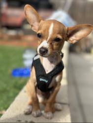 Lost Male Dog last seen Manzanares Way and Churchward st, San Diego, CA 92114