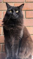 Lost Female Cat last seen Near Haig Road Loganlea, Loganlea, QLD 4131