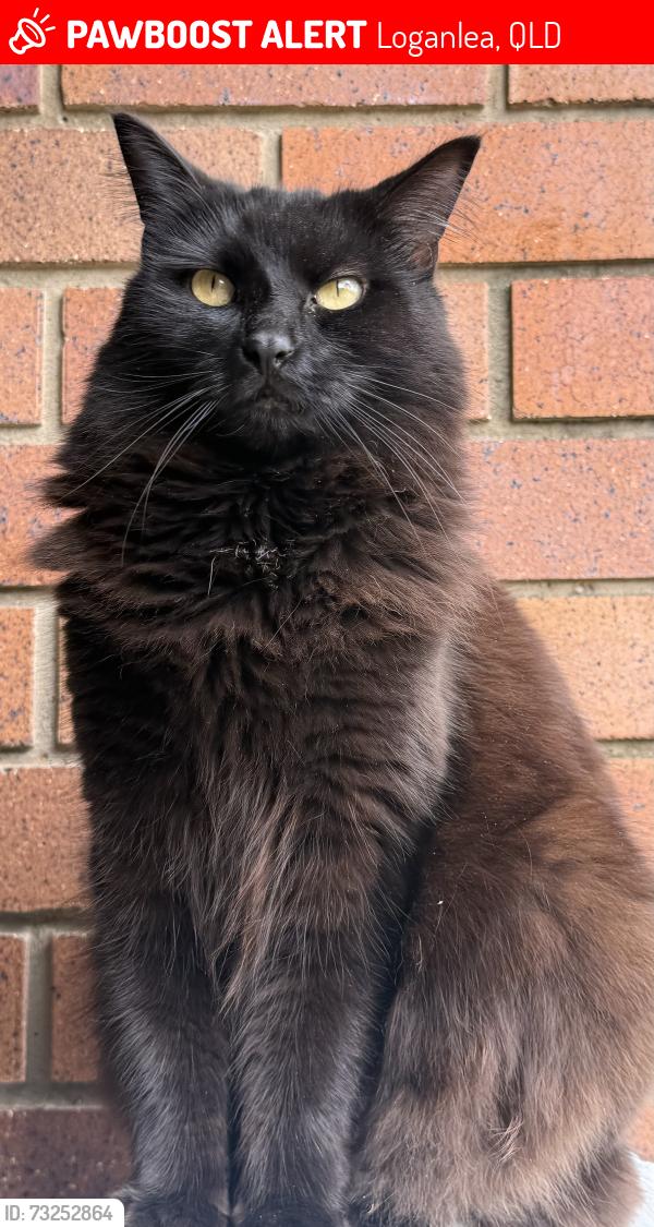 Lost Female Cat last seen Near Haig Road Loganlea, Loganlea, QLD 4131