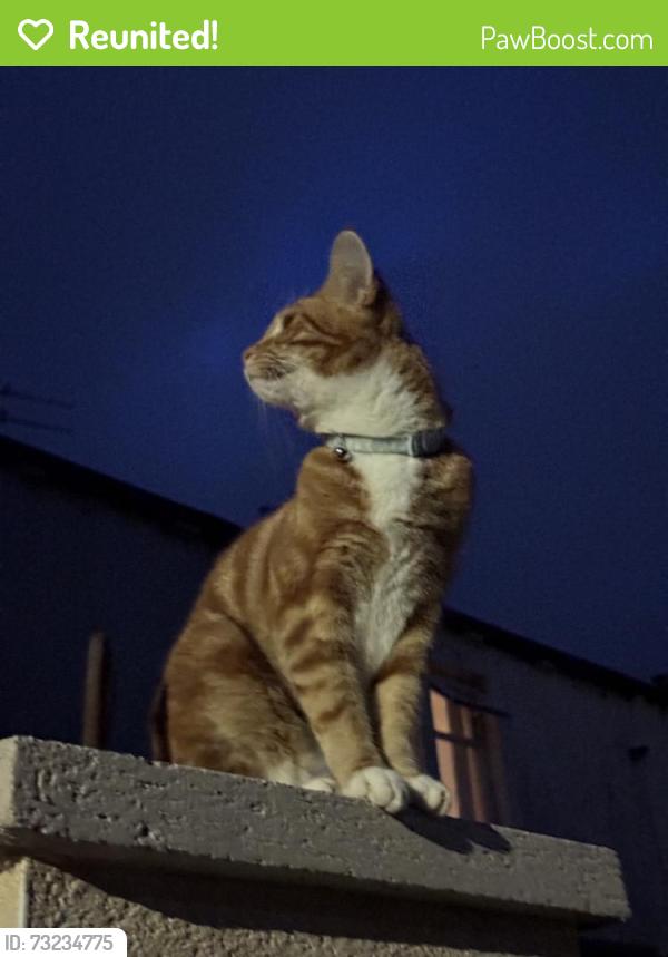 Reunited Male Cat last seen Howorth Cl, Burnley BB11 2RA, UK, Lancashire, England BB11 2RA