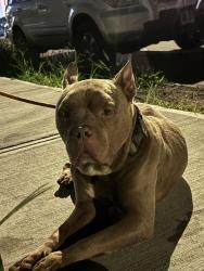 Found/Stray Male Dog last seen Colorado ave Bridgeport CT, Bridgeport, CT 06605