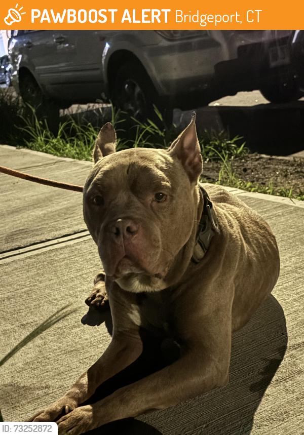 Found/Stray Male Dog last seen Colorado ave Bridgeport CT, Bridgeport, CT 06605